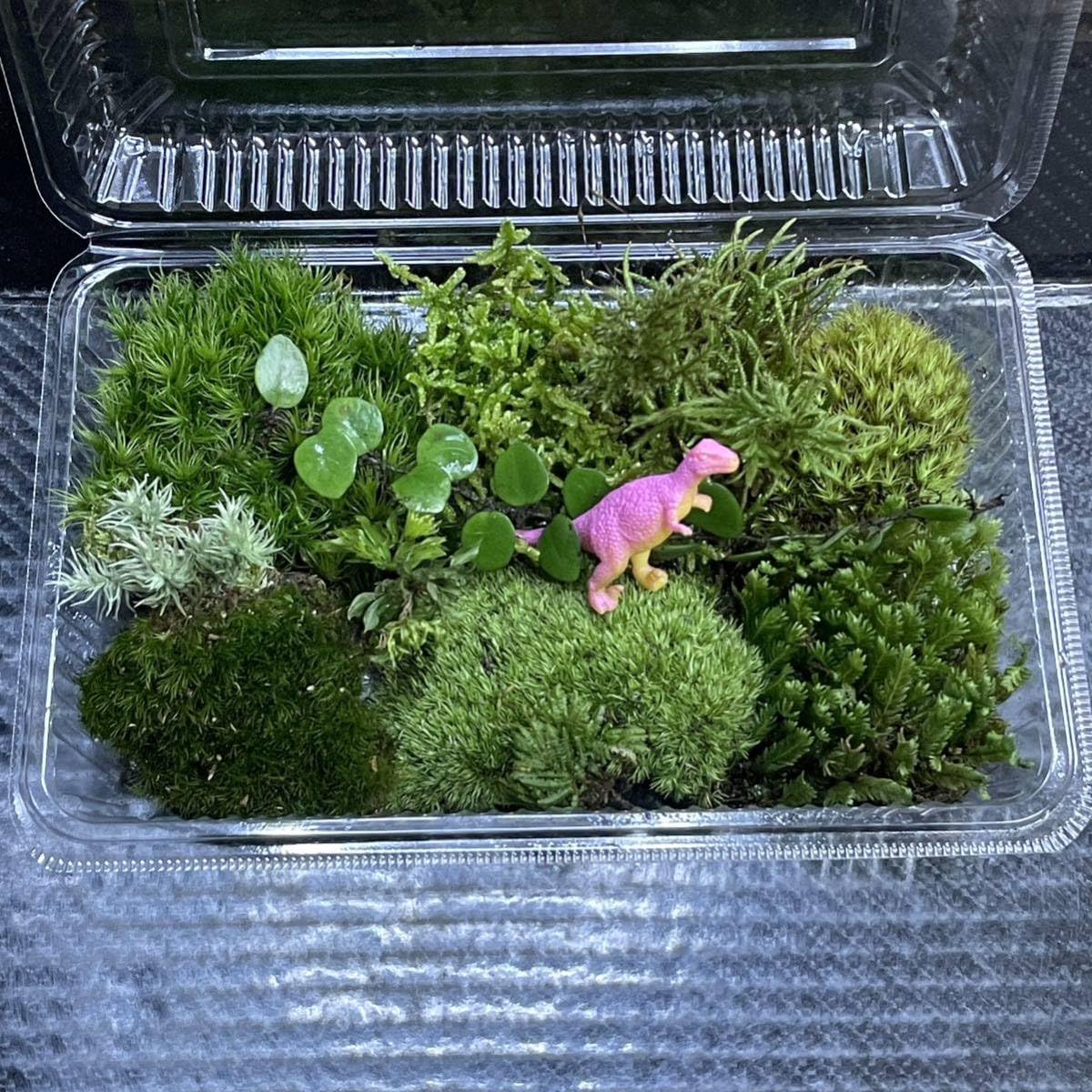 Amazon.co.jp: 天然苔 こけ 植物詰め合わせ!ネズミノオゴケ Amazon.co.jp: 天然苔 こけ 植物詰め合わせ!ネズミノオゴケ